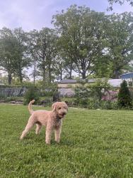 Lost Male Dog last seen McMillen Park, Fort Wayne, IN 46806