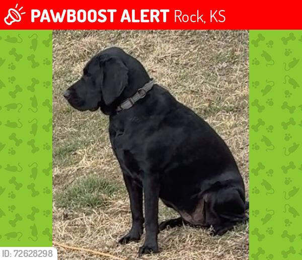 Lost Female Dog last seen Railroad headed north towards butler county, Rock, KS 67131
