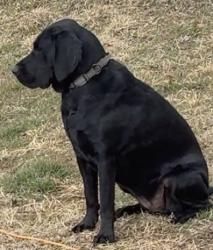 Lost Female Dog last seen Railroad headed north towards butler county, Rock, KS 67131