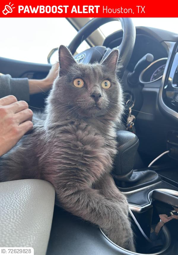 Lost Male Cat last seen Schweppe park. 1800 East Rd, Houston, TX 77054