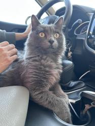 Lost Male Cat last seen Schweppe park. 1800 East Rd, Houston, TX 77054