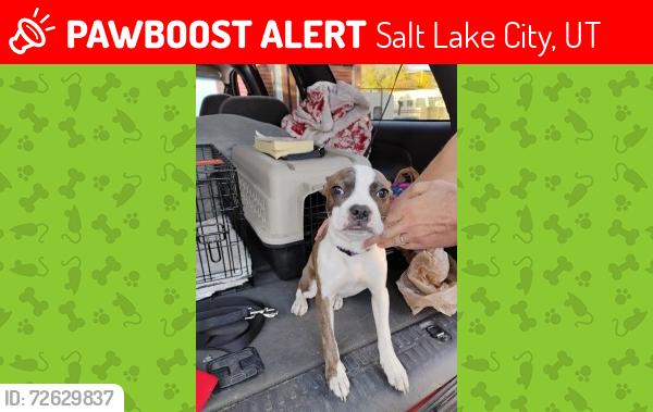 Lost Female Dog last seen Edison Street behind coachmans restraunt, Salt Lake City, UT 84115