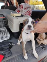 Lost Female Dog last seen Edison Street behind coachmans restraunt, Salt Lake City, UT 84115