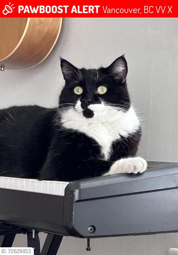 Lost Male Cat last seen 23rd Ave & Sophia st, Vancouver, BC V5V 1X4