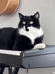 Lost Male Cat last seen 23rd Ave & Sophia st, Vancouver, BC V5V 1X4