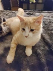 Lost Male Cat last seen Near Hampshire blvd, Fort Worth, TX 76103