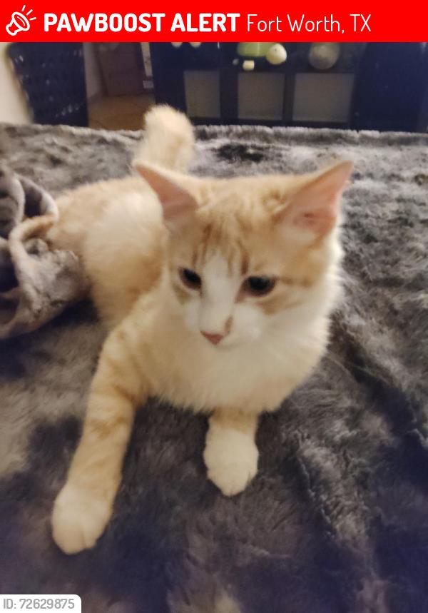 Lost Male Cat last seen Near Hampshire blvd, Fort Worth, TX 76103