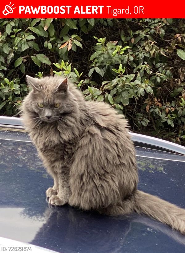 Lost Male Cat last seen SW McDonald, Tigard, OR 97224