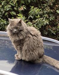 Lost Male Cat last seen SW McDonald, Tigard, OR 97224