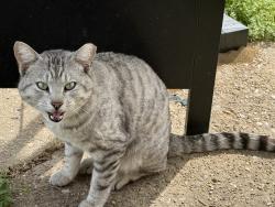 Found/Stray Unknown Cat last seen Near E Mallory Ave, Memphis, TN 38111