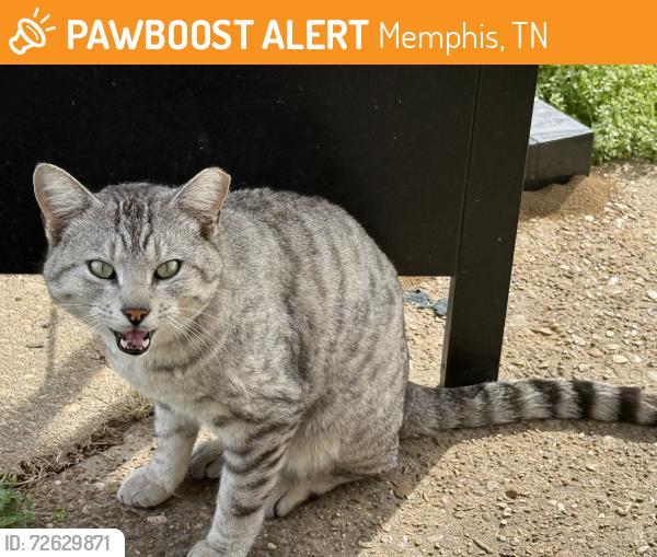 Found/Stray Unknown Cat last seen Near E Mallory Ave, Memphis, TN 38111