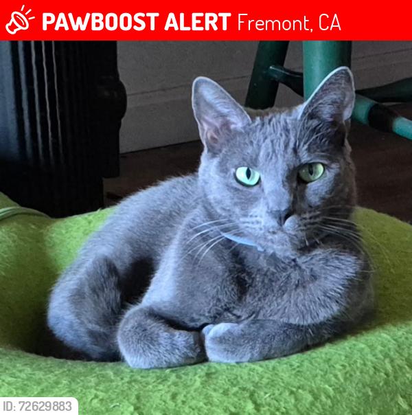 Lost Female Cat last seen High St and Chappel Way apmts, Fremont, CA 94538