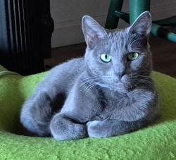 Lost Female Cat last seen High St and Chappel Way apmts, Fremont, CA 94538