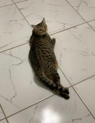 Lost Female Cat last seen Painted Meadows Subdivision , La Marque, TX 77568
