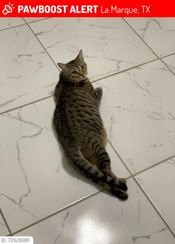 Lost Female Cat last seen Painted Meadows Subdivision , La Marque, TX 77568