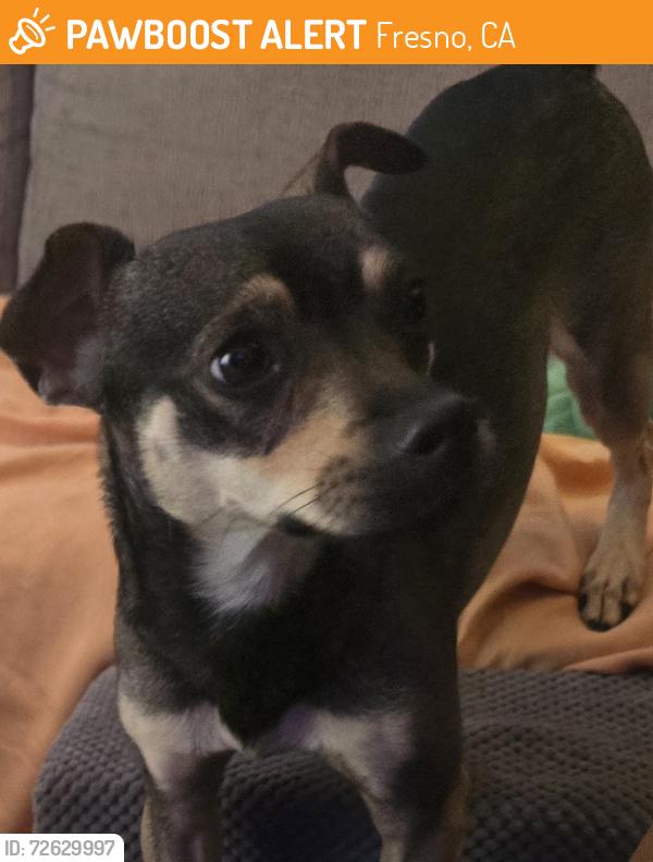 Found/Stray Male Dog last seen Shaw and Valentine, Fresno, CA 93711