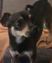 Found/Stray Male Dog last seen Shaw and Valentine, Fresno, CA 93711