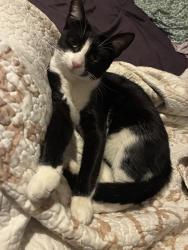 Lost Female Cat last seen Pico /venice and la brea, Los Angeles, CA 90019