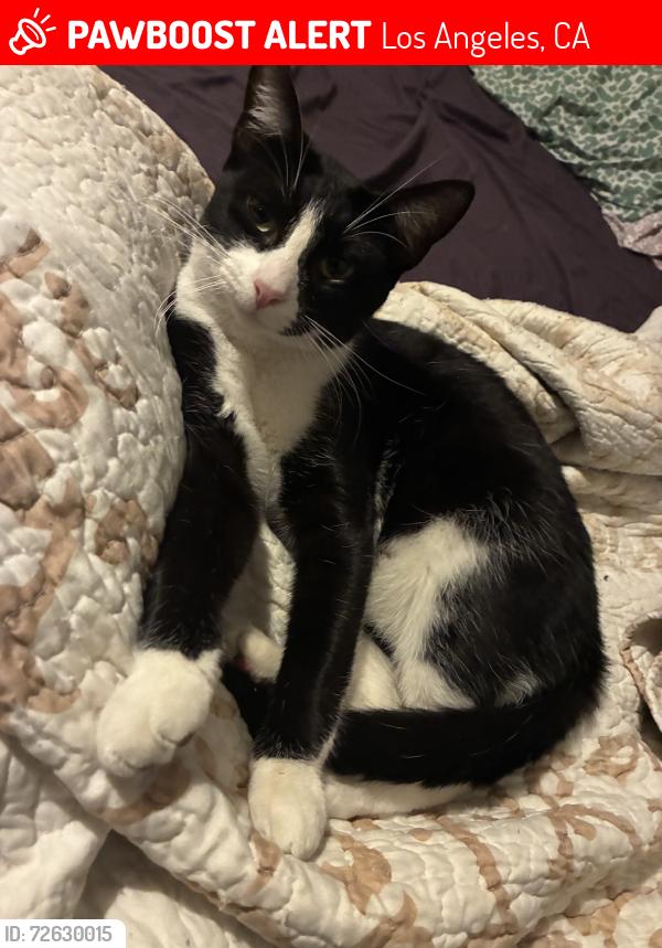 Lost Female Cat last seen Pico /venice and la brea, Los Angeles, CA 90019