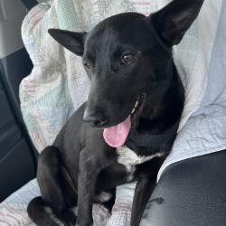 Found/Stray Male Dog last seen Kratzmeir/Superior Rd, Kern County, CA 93314