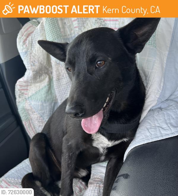 Found/Stray Male Dog last seen Kratzmeir/Superior Rd, Kern County, CA 93314