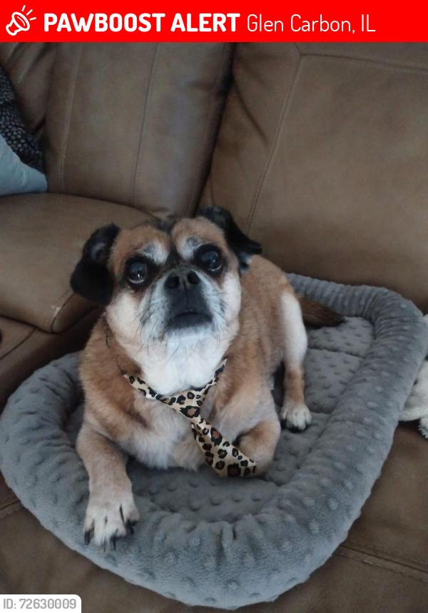 Lost Male Dog last seen Front yard , Glen Carbon, IL 62034
