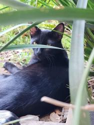 Lost Male Cat last seen Cometa ave and harding st, San Fernando, CA 91340