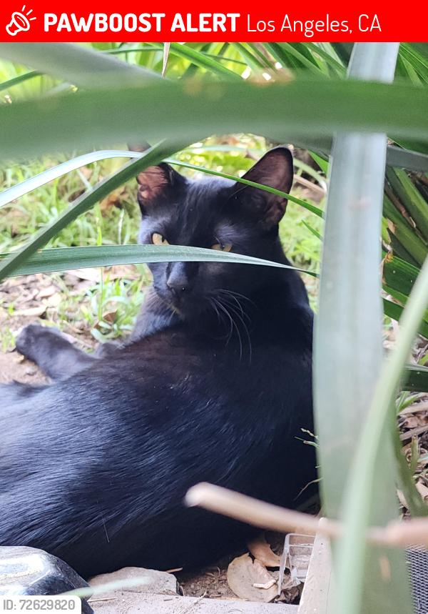 Lost Male Cat last seen Cometa ave and harding st, San Fernando, CA 91340
