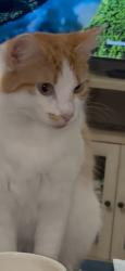 Lost Female Cat last seen Murphy Ave San Jose, San Jose, CA 95131