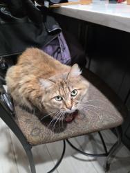 Lost Female Cat last seen Underhill Ave and New Ave, Anaheim, CA 92806