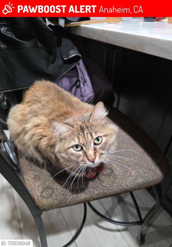 Lost Female Cat last seen Underhill Ave and New Ave, Anaheim, CA 92806