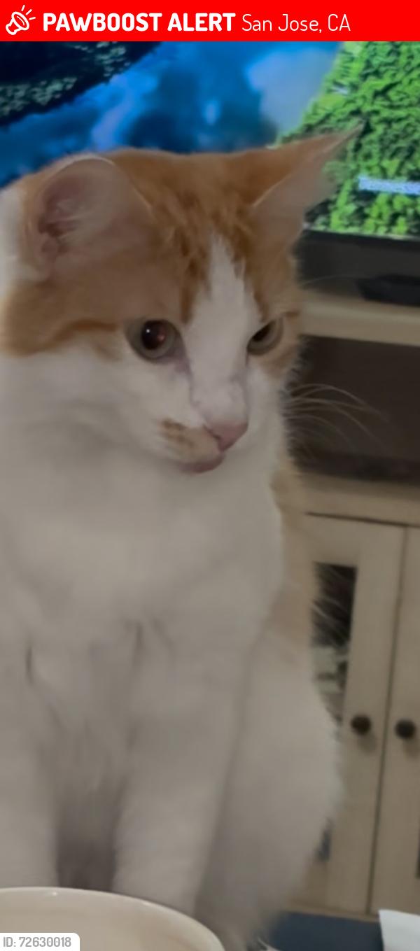 Lost Female Cat last seen Murphy Ave San Jose, San Jose, CA 95131