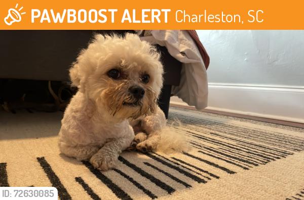 Found/Stray Male Dog last seen Sherwood Forrest/Ardmore, Charleston, SC 29407