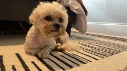 Found/Stray Male Dog last seen Sherwood Forrest/Ardmore, Charleston, SC 29407