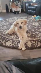 Lost Male Dog last seen Graceton christ church, Gilmer, TX 75645