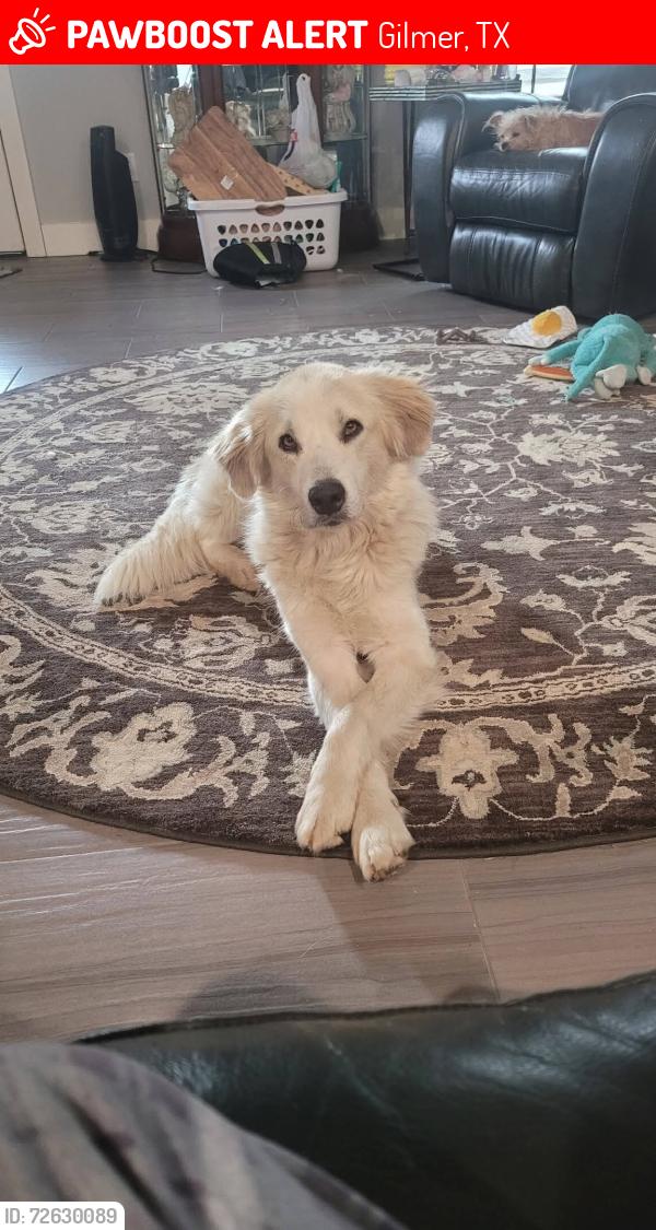 Lost Male Dog last seen Graceton christ church, Gilmer, TX 75645