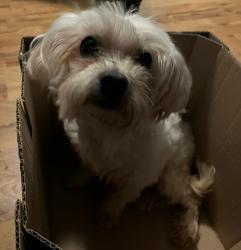 Lost Female Dog last seen E 18 St, 64127, Kansas City, MO 64127