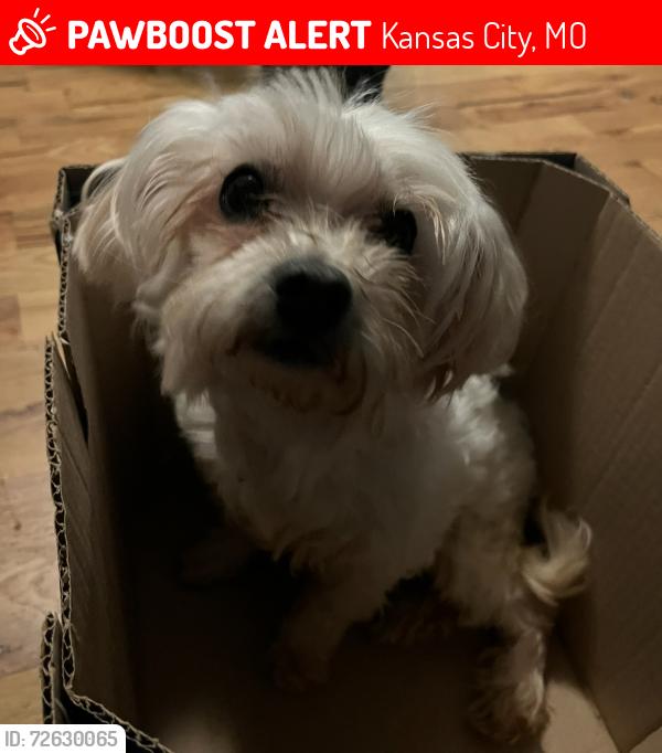 Lost Female Dog last seen E 18 St, 64127, Kansas City, MO 64127