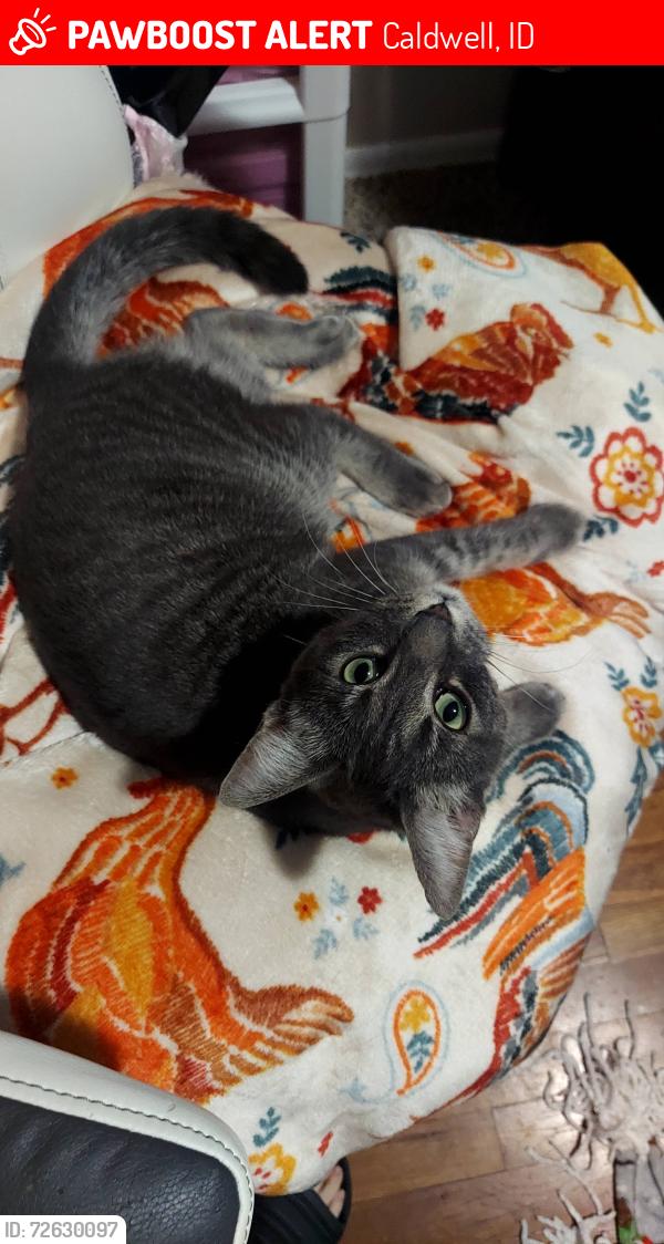 Lost Female Cat last seen Canyon Hill Area, Caldwell, ID 83605