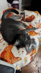 Lost Female Cat last seen Canyon Hill Area, Caldwell, ID 83605
