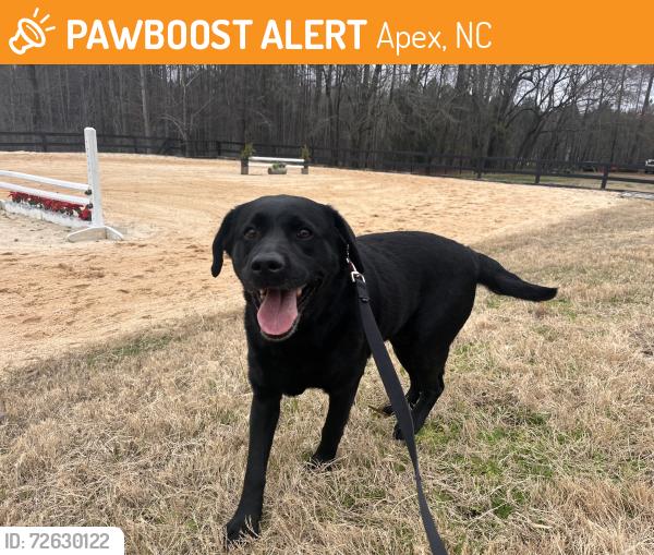 Found/Stray Female Dog last seen New Hill Olive Chapel Rd/Olive Chapel Baptist Church, Apex, NC 27502