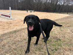 Found/Stray Female Dog last seen New Hill Olive Chapel Rd/Olive Chapel Baptist Church, Apex, NC 27502