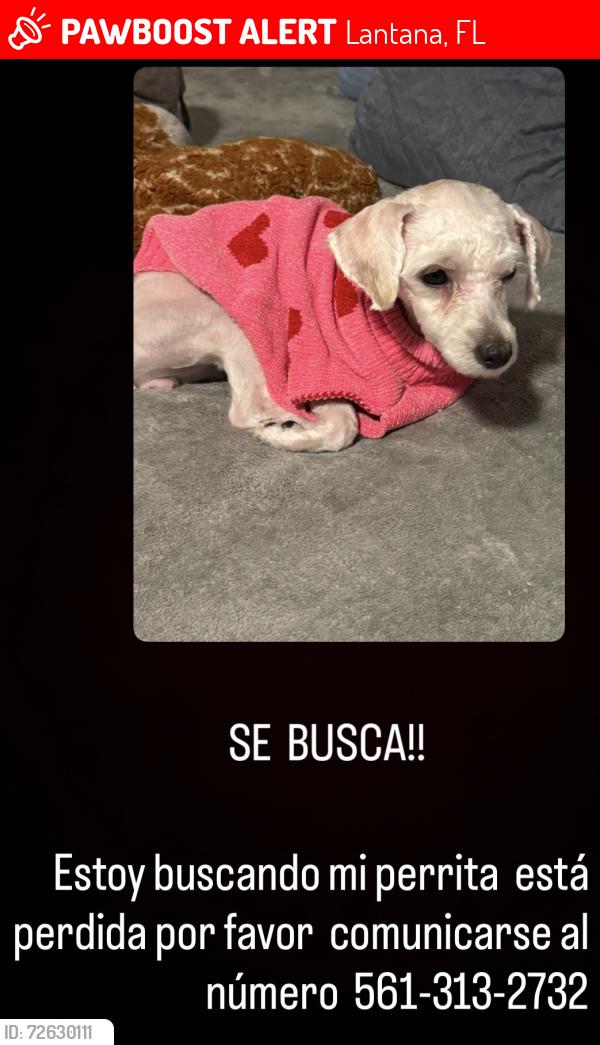 Lost Female Dog last seen Near w pine st lantana , Lantana, FL 33462