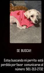 Lost Female Dog last seen Near w pine st lantana , Lantana, FL 33462