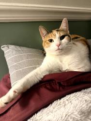 Lost Female Cat last seen Rocky River Rd, Monroe, NC 28110