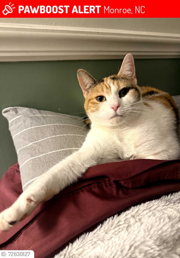 Lost Female Cat last seen Rocky River Rd, Monroe, NC 28110
