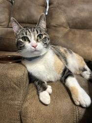 Lost Female Cat last seen Billy bullock/ mulberry rock, Dallas, GA 30157