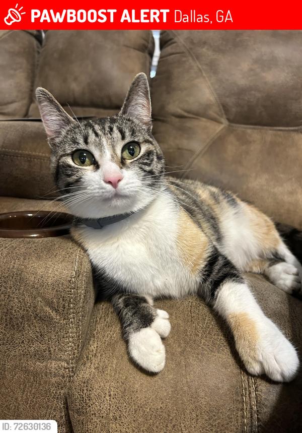 Lost Female Cat last seen Billy bullock/ mulberry rock, Dallas, GA 30157