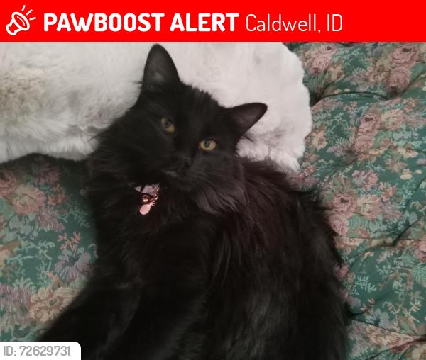 Lost Female Cat last seen 20th street in caldwell, Caldwell, ID 83605