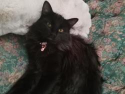 Lost Female Cat last seen 20th street in caldwell, Caldwell, ID 83605